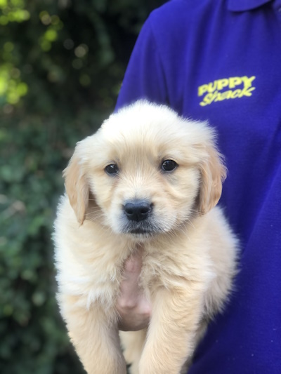 Cute and adorable Golden Retriever puppy dog held in loving arms at Puppy Shack Brisbane.